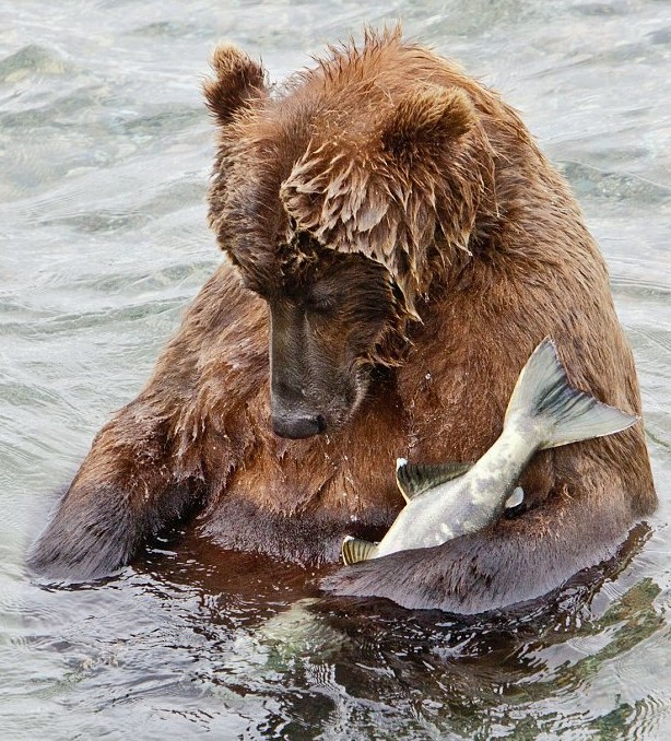 阿拉斯加棕熊在水中抱着鱼打盹