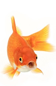 新西兰惊现鱼坚强 地震后134天没食物仍存活