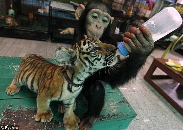 泰国黑猩猩母性大发 熟练用奶瓶给虎仔喂奶（图）