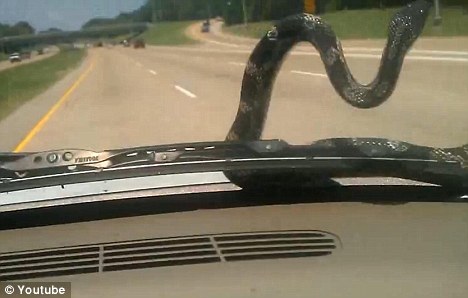 惊悚时刻：汽车挡风玻璃惊现大蛇！（图片新闻）