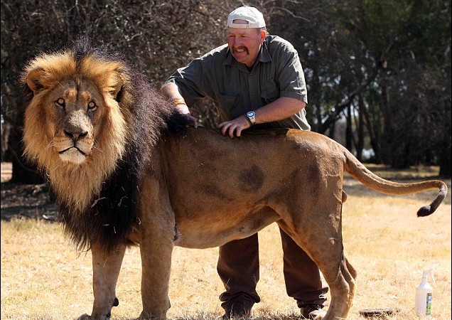 图片新闻：英国50岁驯兽师演绎“与狮共舞”