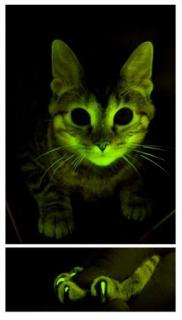 美科学家培育新型绿色荧光猫 体内含猫类艾滋