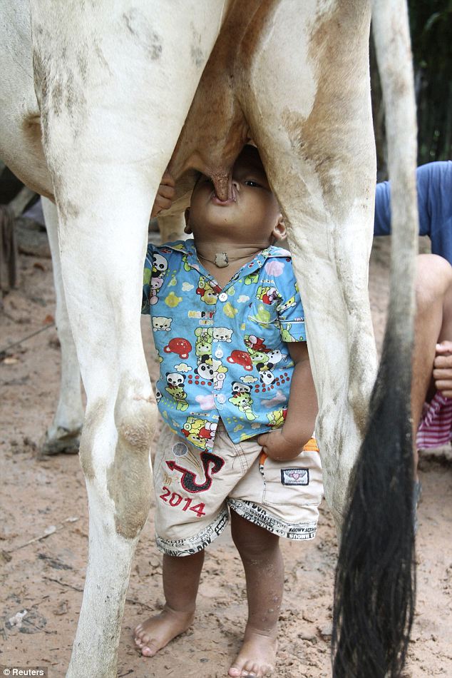 图：妈妈走了没奶喝 柬埔寨留守幼儿找奶牛哺乳