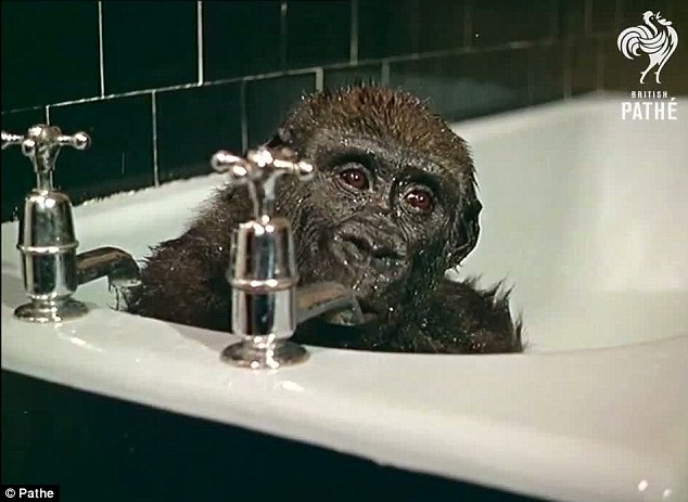 猩猩宝宝快乐沐浴照网上疯传 40多年前影像也很酷（组图）