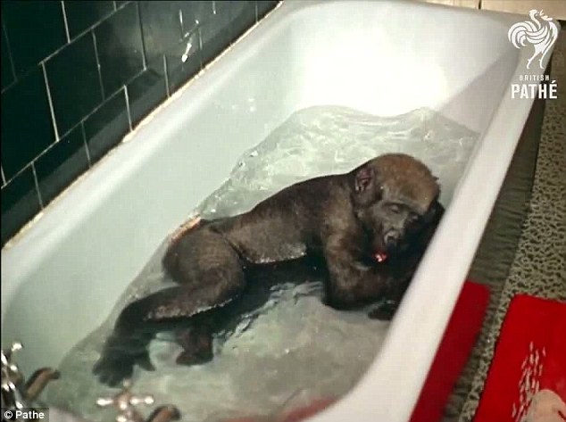 猩猩宝宝快乐沐浴照网上疯传 40多年前影像也很酷（组图）