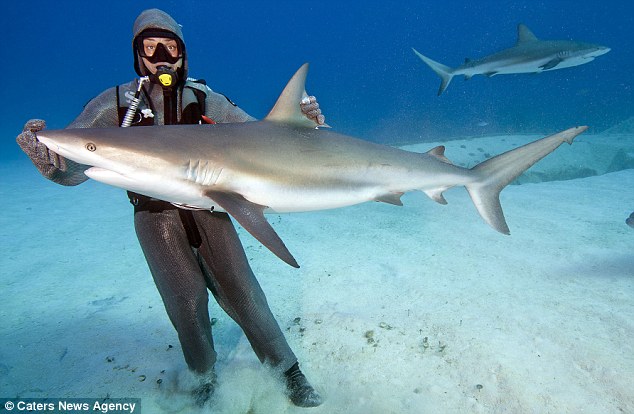 意大利女潜水员展现魔幻之手 恐怖鲨鱼倒立其掌心