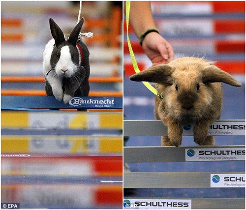 瑞士举办兔子跳栏比赛 50余只兔子争相激战