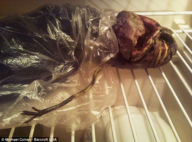 俄罗斯惊现外星人尸体 一女子将其藏在冰箱中