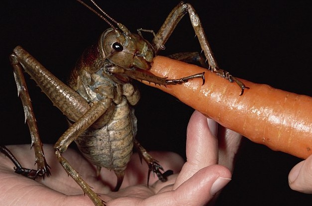 “全球最重昆虫”新西兰现身 “透明蟹壳”日本制造