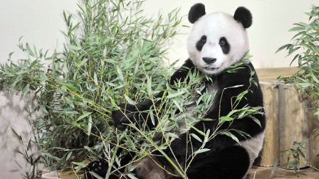 英国企鹅嫉妒中国熊猫受宠 向游客投掷粪便以示抗议