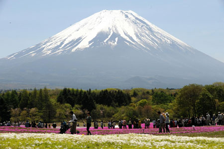 日本富士山脚下80万株芝樱盛开 宛如“地上彩虹”