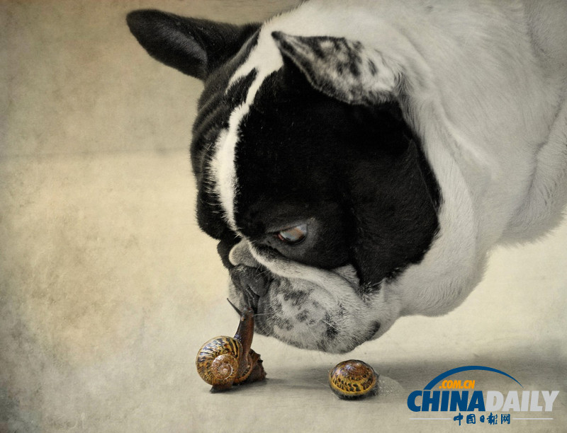 七夕动物秀恩爱 跨越物种情亦坚（高清组图）