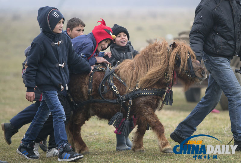 罗马尼亚人纵马驰骋庆祝主显节 矮脚小马萌翻
