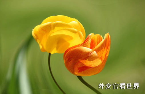 舞动的郁金香