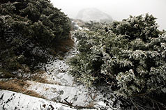 台玉山积雪成银色世界 合欢山涌赏雪人潮