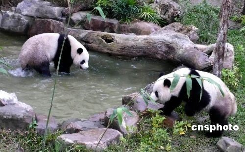 赠台大熊猫“超赚钱” 遇地震处变不惊
