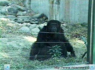 高中生模仿“泰山”吼叫 黑猩猩怒砸玻璃