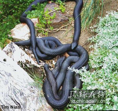 澳洲十大毒蛇排名