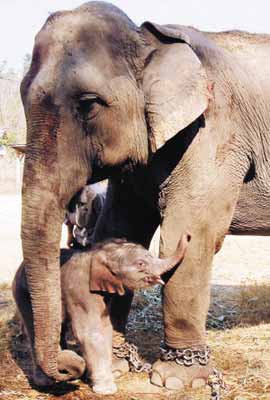 亚洲首只人工受孕大象问世