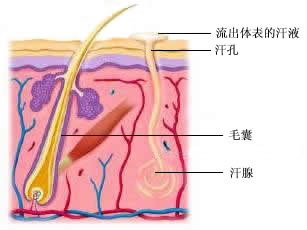 永久性脱毛绝佳问答(图)