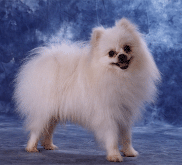 博美犬(Pomeranian)