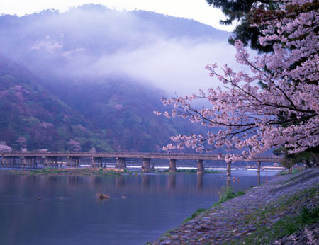 日本京都岚山樱花