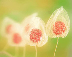 对待机遇的上中下三策(图)