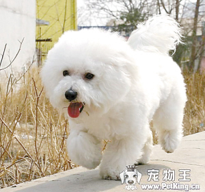 比熊犬：讨人喜爱需呵护(图)