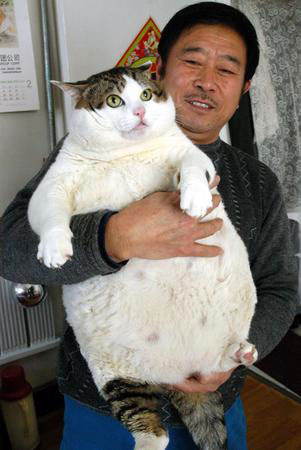超级肥猫不爱吃鱼