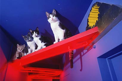 世界上最豪华的猫宅(组图)