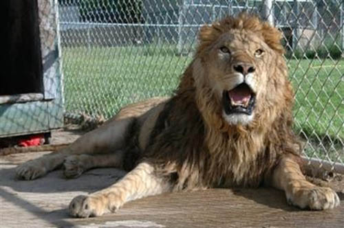 老虎和狮子谁是百兽之王