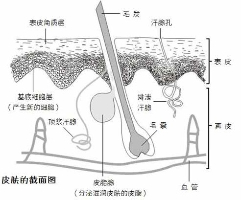 刮腋毛真的会导致乳腺癌吗