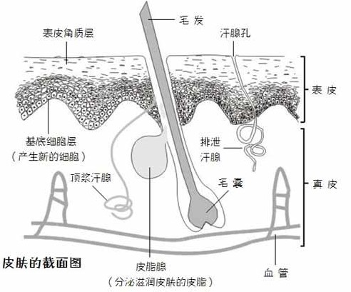 刮腋毛真的会导致乳腺癌吗[2]