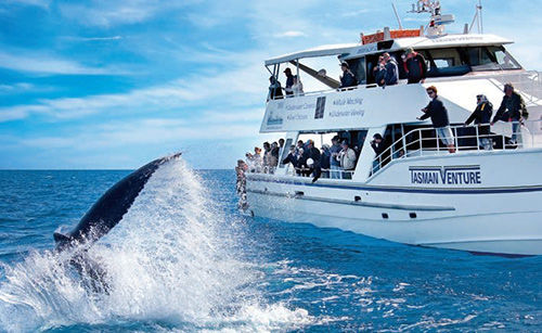 昆士兰与鲸同舞 观赏海上音乐娱乐秀[1]