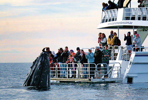 昆士兰与鲸同舞 观赏海上音乐娱乐秀[1]