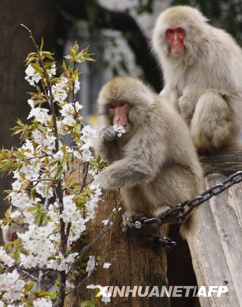日本猕猴爱吃樱花