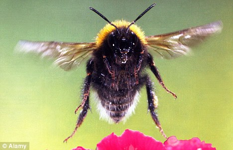 美科学家治疗癌症新突破 “纳米蜜蜂”灭癌细胞显奇效