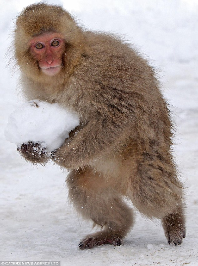 组图:日本猕猴打雪仗 表情逗乐似小孩儿
