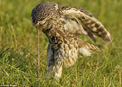 摄影师拍下英国最小猫头鹰白天捕食喂宝宝情景
