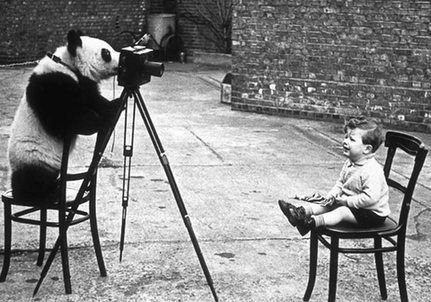 中国一对大熊猫将定居苏格兰10年 英国民众热盼