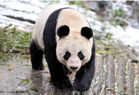 中国一对大熊猫将定居苏格兰10年 英国民众热盼