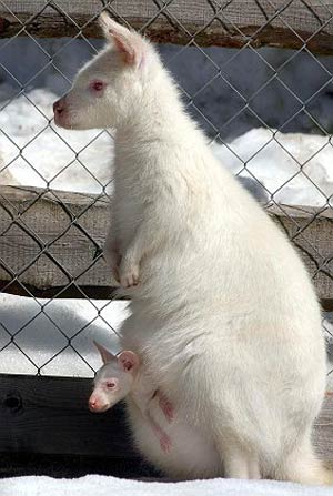 澳大利亚堪培拉的白化病袋鼠母子