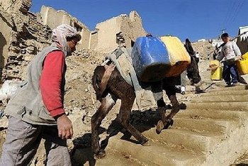 阿富汗面临“最复杂选举” 3000头毛驴给山区送选票