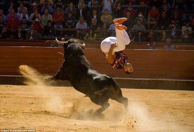组图：叹为观止的西班牙“飞牛”表演