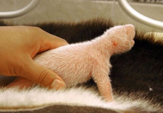 熊猫宝宝美妙成长记录