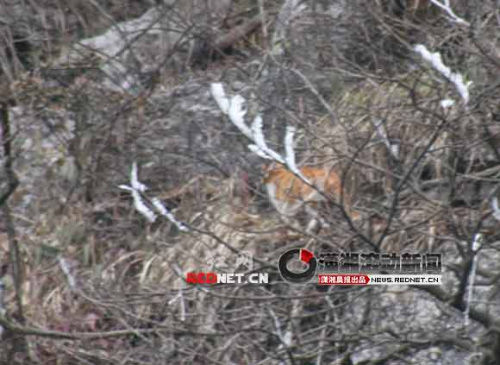 张家界天门山疑现老虎踪迹 专家寻觅未果(图)