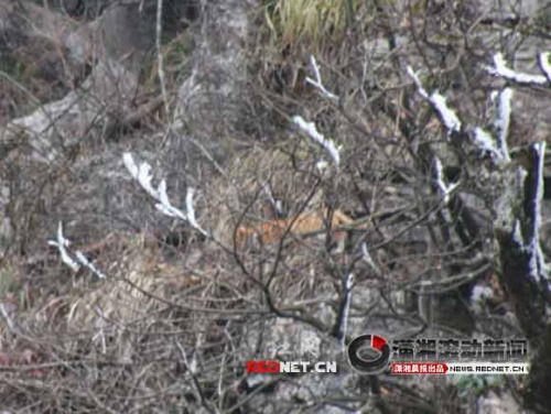张家界天门山疑现老虎踪迹 专家寻觅未果(图)