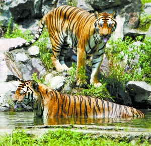 中央气象台首席预报员:什么引发大面积高温天气