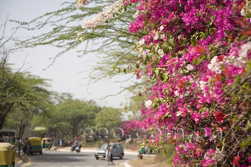 印度探索之德里的大学(1)