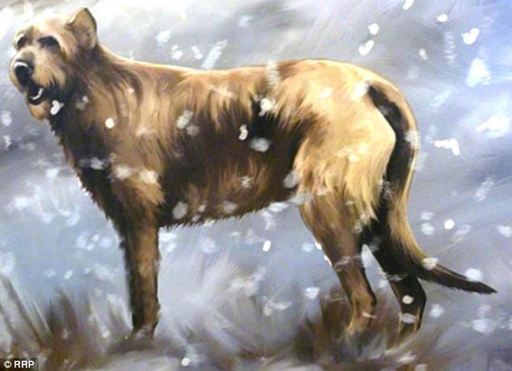 英出土铁器时代护卫犬尸体 忠诚“护宝”2000年